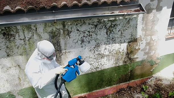 Trusted Mold Removal service in Hayes, VA - Cheap Mold Removal